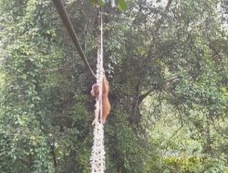 Ketika Orangutan Sumatra Manfaatkan Jembatan Tali Menyebrangi Hutan