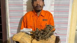 Polsek Bahorok Gagalkan Peredaran 2 Kg Ganja di Bukit Lawang, 1 Pria Diamankan