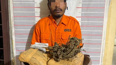 Polsek Bahorok Gagalkan Peredaran 2 Kg Ganja di Bukit Lawang, 1 Pria Diamankan