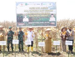 Bupati Tiorita Pimpin Panen Raya Jagung, Perkuat Swasembada Pangan di Langkat