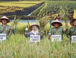 Plt Bupati Langkat Tiorita Bersama Pangdam I/BB Panen Raya TNI, Dukung Ketahanan Pangan Nasional