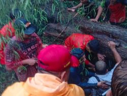 Pohon Tumbang di Lapangan Merdeka Binjai Timpa Pedagang Bakso, Pemko Evakuasi dan Monitoring Pohon Tua