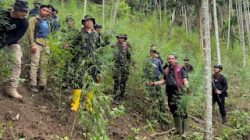 Polda Aceh, BNNP dan Polres Lhokseumawe,Ungkap 18 Hektare Ladang Ganja di Aceh Utara, 4 Orang Diamankan