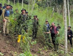 Polda Aceh, BNNP dan Polres Lhokseumawe,Ungkap 18 Hektare Ladang Ganja di Aceh Utara, 4 Orang Diamankan